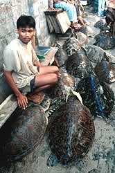 Balinese sea turtle traders, Indonesia.
© WWF / Jürgen FREUND Balinese sea turtle traders, Indonesia.
© WWF / Jürgen FREUND