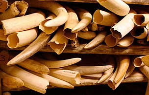 The number of ivory seizures worldwide averages 92 cases a month, or three per day. © WWF / Folke Wulf The number of ivory seizures worldwide averages 92 cases a month, or three per day.