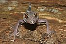 Cat Ba leopard gecko (Goniurosaurus catbaensis) found exclusively in Cat Ba Island National Park in ...
© Thomas Ziegler / WWF Greater Mekong
© Thomas Ziegler / WWF Greater Mekong