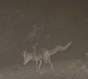 A red fox caught on camera in the Wadi Wurayah area, United Arab Emirates.
© EWS-WWF A red fox caught on camera in the Wadi Wurayah area, United Arab Emirates.
© EWS-WWF