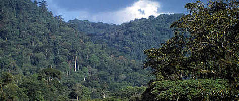 Comprised of 32,000 hectares of forests, the Bwindi Impenetrable National Park is also home to 120 ...
© WWF / Frederick J. WEYERHAEUSER Bwindi Impenetrable Forest. NP Buhoma. Uganda. rel=
