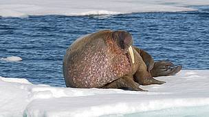 A walrus on the ice on Svalbard
© WWF / Tom Arnbom
© WWF / Tom Arnbom