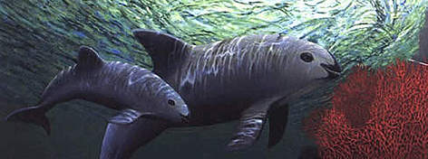 Vaquita porpoises are so rare there are nearly no photos of them. This is an artist's rendering. / ©: WWF / William SHEPARD Vaquita porpoises are so rare there are nearly no photos of them. This is an artist's rendering. rel=