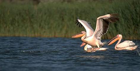 Great white pelicans are elegant and high-stamina gliders. They are sociable birds, which mate in ...
© Anton Vorauer WWF rel=