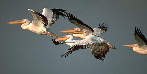 Great white pelicans are elegant and high-stamina gliders. They are sociable birds, which mate in ...
© Anton Vorauer WWF rel=