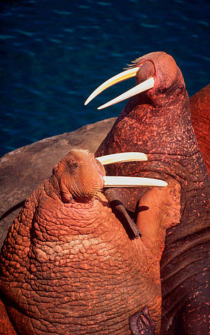 Pacific walrus (Odobenus rosmarus divergens).
© WWF / Kevin Schafer Pacific walrus (Odobenus rosmarus divergens).
© WWF / Kevin Schafer