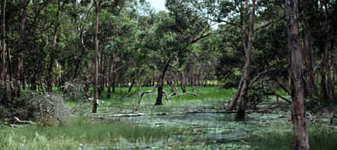 Seasonal swamp-woodland in Wasur National Park, Papua Province, Indonesia.
© WWF / John RATCLIFFE rel=