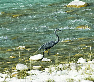WWF Bhutan/White Bellied Heron
© WWF Bhutan
© WWF Bhutan