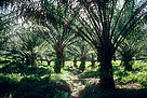 Edrainage in oil palm plantation, Sabah, Malaysia.