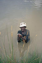 Villager catching tilapia in a fish pond, which was established with the support of WWF. Nalusanga, Kafue National Park, Zambia.