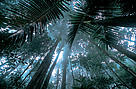 Matécho forest near Saül in the center of French Tree distribution showing disturbances, old and new. The gaps will be filled in once new trees, such as those in the foreground, are growing. French Guiana.