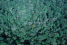 Tropical Rainforest, western Congo Basin,Gabon.