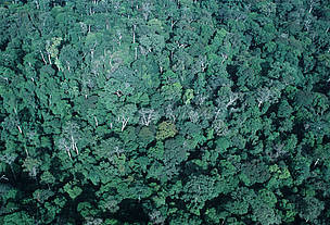 Tropical Rainforest, western Congo Basin,Gabon.
© WWF / Martin Harvey
© WWF / Martin Harvey
