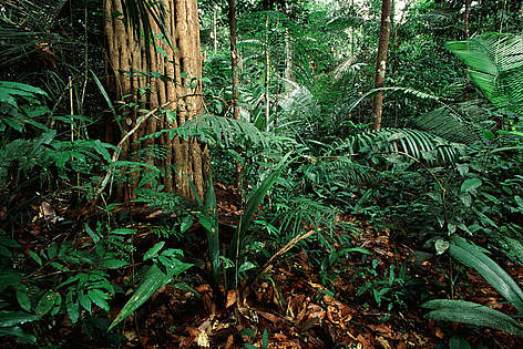 Bosque tropical amazónico certificado / ©: Edward Parker / WWF-Canon rel=