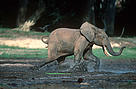 African forest elephant (Loxodonta africana cyclotis); Dzanga-Ndoki National Park, Central African Republic.