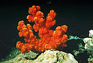 Red coral, Great barrier reef, Australia.
