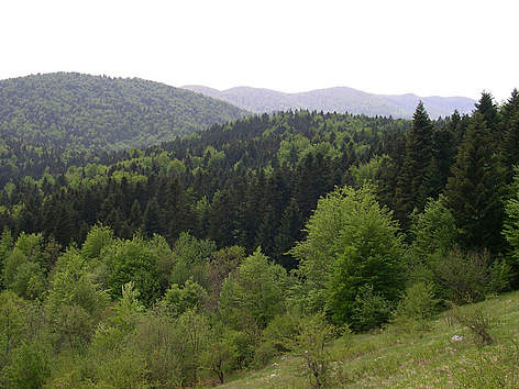 Mješovite šume u NP Sjeverni Velebit
© © Gérald Hibon / WWF rel=