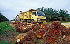 Oil palm (Elaeis guineensis), Riau province, Sumatra, Indonesia.