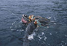 Leatherback turtle (Dermochelys coriacea); Sao Tome and Principe.