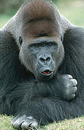 Eastern lowland gorilla (Gorilla beringei graueri), Silverback male. Range: Eastern lowland areas of Central Africa. © Martin Harvey / WWF Eastern lowland gorilla (Gorilla beringei graueri), Silverback male. Range: Eastern lowland areas of Central Africa.