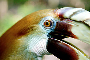 Blyth's hornbill, Papua New Guinea
© Brent Stirton / Getty Images / WWF
© Brent Stirton / Getty Images / WWF