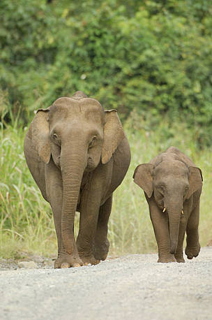 The mysterious Borneo pigmy elephant - not native to Borneo, not related to Asia's existing ...
© WWF / Cede PRUDENTE
© WWF / Cede PRUDENTE