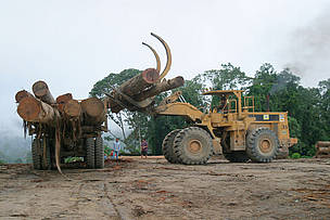 Logging elephant habitat in Sabah
© WWF / A. Christy WILLIAMS
© WWF / A. Christy WILLIAMS