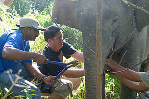 WWF personnel fit radio collars to elephants as part of the research effort to understand the ...
© WWF / A. Christy WILLIAMS
© WWF / A. Christy WILLIAMS