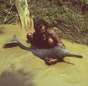 Bangladeshi fisherman with a Plataniste or Ganges river dolphin (platanista gangética), Karnaphuli ...
© François Xavier Pelletier / WWF Fisherman with plataniste or Ganges river dolphin, Bangladesh
© François Xavier Pelletier / WWF