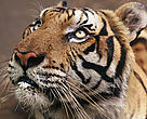 Tigre (<i>Panthera tigris tigris</i>).