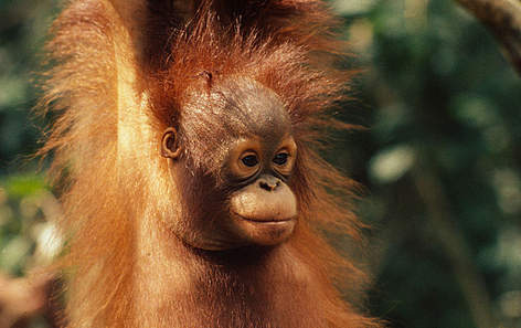 Orangutan sa Bornea (Pongo pygmaeus pygmaeus), Sarawak - Borneo, Malezija
© Michel TERRETTAZ / WWF Bornean orang-utan, Sarawak (Borneo), Malaysia. rel=