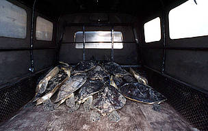 Green turtles (Chelonia mydas) in the back of a truck scheduled for slaughtering as an offering in ...
© Jürgen FREUND / WWF
© Jürgen FREUND / WWF