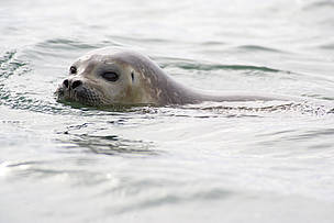 A ringed seal swimming in waters off Svalbard, Norway.
© WWF / Sindre Kinnerød
© WWF / Sindre Kinnerød