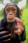 Mapeewa, a sixth month old orphaned, baby, chimpanzee who was rescued from a Congolese Govenrment soldier six weeks before the picture was taken, the Provincial capital of Goma, in the Democratic Republic of Congo on the 18th November, 2008. © Kate Holt / WWF-UK Mapeewa, a sixth month old orphaned, baby, chimpanzee who was rescued from a Congolese Govenrment soldier six weeks before the picture was taken, the Provincial capital of Goma, in the Democratic Republic of Congo on the 18th November, 2008.