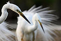 Great Egrets, Hungary © Wild Wonders of Europe/Markus Varesvuo/WWF Great Egrets, Hungary