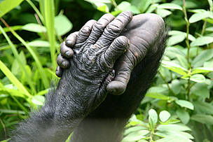 Bonobo hand and foot.
© WWF-Netherlands / Bente van der Wilt Hand and a foot of a Bonobo (Pan paniscus) at the animal shelter Lola near Kinshasa Democratic ...
© WWF-Netherlands / Bente van der Wilt