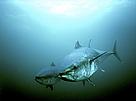 Northern bluefin tuna, Canada.