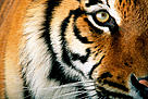 Close up of a captive tiger's face (Panthera tigris), California, United States.
