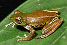 Mulu flying frog at day, Borneo
