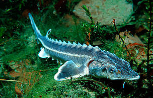 Until the 19th century, giant Beluga sturgeons migrated from the Black Sea up the Danube as far as Germany and were important mainstays for many fishing communities.