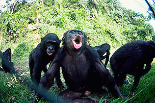 Juvenile bonobo, Lola Ya Bonobo Sanctuary, Kinshasa, DRC.
© naturepl.com/Karl Ammann / WWF Juvenile bonobo (Pan paniscus) reacting to photographer blowing through the fence. Lola Ya Bonobo ...
© naturepl.com/Karl Ammann / WWF