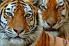 Two Siberian tigers (Panthera tigris altaica)