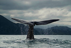 More than 200,000 Antarctic blue whales used to live in the Southern Ocean – but 20th Century whaling decimated this population and latest estimates put this population at just around 2,300 animals. © naturepl.com/Mark Brownlow/WWF More than 200,000 Antarctic blue whales used to live in the Southern Ocean – but 20th Century whaling decimated this population and latest estimates put this population at just around 2,300 animals.