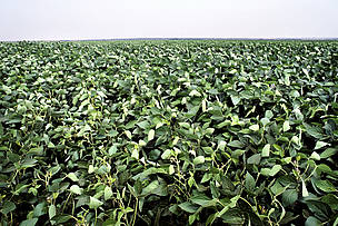 Plantación de soya o granos de soya (soya glicina), Paraná, Brasil. / ©: WWF - Canon / Michel GUNTHER / ©: WWF - Canon / Michel GUNTHER