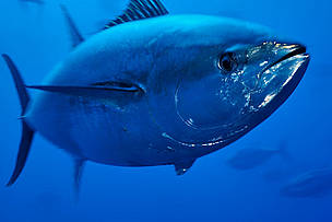 Plavoperajna tuna
© Wild Wonders of Europe /Zankl / WWF
© Wild Wonders of Europe /Zankl / WWF