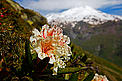 Caucasian rhododendron © Wild Wonders of Europe/Schandy/WWF Caucasian rhododendron