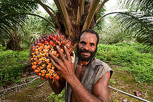 Papua New Guinean worker harvests a ripe palm fruit to ready for the mill. This facility is owned and operated by New Britain Palm Oil Ltd. one of the first companies to be independently certified by the Roundtable on Sustainable Palm Oil (RSPO) as being a leader in the production of sustainable and ethical palm oil in the world. Kimbe Bay, West New Britain, Papua New Guinea