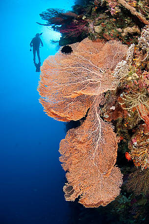 Diver swimming above a gorgonian fan coral during a wall dive. Wanci underwater, Wakatobi, South ...
© Jürgen Freund / WWF
© Jürgen Freund / WWF