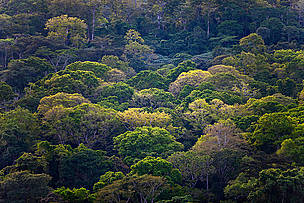 The Amazon, Borneo-Mekong and Congo forest blocks account for one third of the planet’s forests. ... / ©: Brent Stirton/Getty Images / ©: Brent Stirton/Getty Images