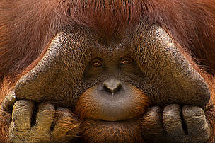 Close up face portrait of male orang utan (Pongo pygmaeus) © naturepl.com / Edwin Giesbers / WWF Close up face portrait of male orang utan (Pongo pygmaeus)